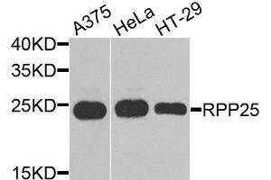 Western blot analysis of extracts of various cell lines, using RPP25 antibody (ABIN6003681) at 1/1000 dilution. (RPP25 anticorps)