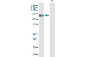 Western Blot analysis of SYN3 expression in transfected 293T cell line by SYN3 MaxPab polyclonal antibody. (Synapsin III anticorps  (AA 1-580))