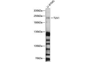 Western blot analysis of extracts of U-87MG cells, using TLN1 antibody (ABIN1683044, ABIN3018627, ABIN3018628 and ABIN6220520) at 1:1000 dilution. (TLN1 anticorps  (AA 1-220))
