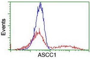 HEK293T cells transfected with either RC201872 overexpress plasmid (Red) or empty vector control plasmid (Blue) were immunostained by anti-ASCC1 antibody (ABIN2455192), and then analyzed by flow cytometry. (ASCC1 anticorps)