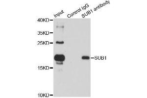 Immunoprecipitation analysis of 150ug extracts of HL60 cells using 3ug SUB1 antibody. (SUB1 anticorps  (AA 1-127))