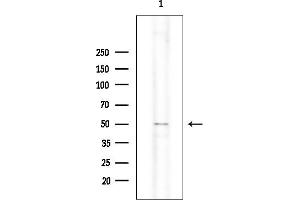 Western blot analysis of lysates from Mouse heart, using Cytochrome P450 2W1 Mouse Monoclonal Antibody at 1/1000 dilution.