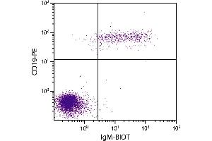 Flow Cytometry (FACS) image for Goat anti-Human IgM antibody (Biotin) (ABIN375949)