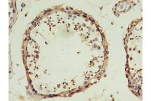 Immunohistochemistry of paraffin-embedded human testis tissue using ABIN7149824 at dilution of 1:100 (DPPA4 anticorps  (AA 11-264))