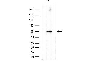 Western blot analysis of lysates from Rat testis, using PDCD4 Mouse Monoclonal Antibody at 1/1000 dilution.