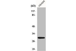 Western Blot analysis of COLO205 cells using MRP-L9 Polyclonal Antibody (MRPL9 anticorps  (C-Term))