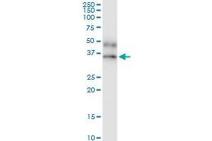 Immunoprecipitation of IFNGR2 transfected lysate using anti-IFNGR2 MaxPab rabbit polyclonal antibody and Protein A Magnetic Bead , and immunoblotted with IFNGR2 MaxPab mouse polyclonal antibody (B01) .