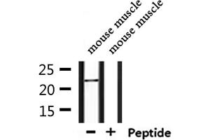 Western blot analysis of extracts from mouse muscle, using NOLA1 Antibody.