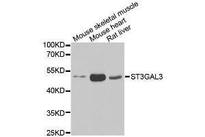 Western blot analysis of extracts of various cell lines, using ST3GAL3 antibody.