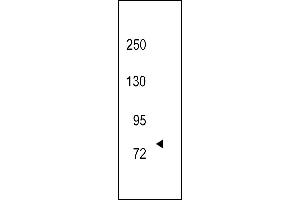 Western blot analysis of hTRKC-C45 (ABIN392066 and ABIN2841829) in 293 cell line lysates (35 μg/lane).