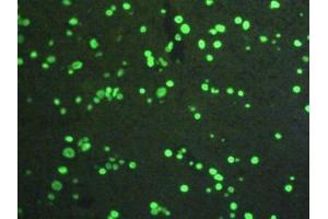 Detection of H3 in Rat Spinal Cord Tissue using Polyclonal Antibody to Histone H3 (H3)