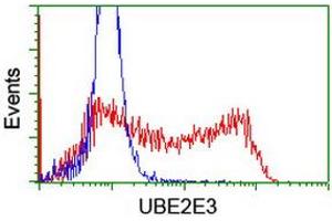 Image no. 1 for anti-Ubiquitin-Conjugating Enzyme E2E 3 (UBE2E3) antibody (ABIN1501622) (UBE2E3 anticorps)