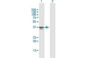 Western Blot analysis of PDCD2 expression in transfected 293T cell line by PDCD2 MaxPab polyclonal antibody. (PDCD2 anticorps  (AA 1-344))