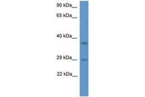 Image no. 1 for anti-Mediator Complex Subunit 19 (MED19) (AA 68-117) antibody (ABIN6746410) (MED19 anticorps  (AA 68-117))