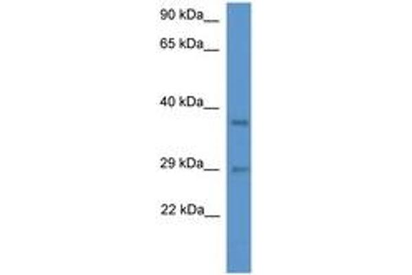 MED19 anticorps  (AA 68-117)