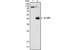 Western blot analysis using DAXX mouse mAb against K562 cell lysate (1). (DAXX anticorps)