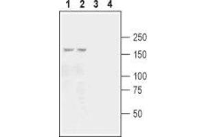 Western blot analysis of mouse (lanes 1 and 3) and rat (lanes 2 and 4) brain membranes: - 1,2.