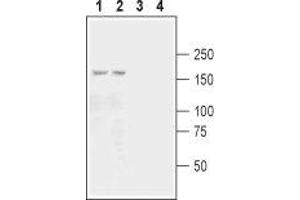 Western blot analysis of mouse (lanes 1 and 3) and rat (lanes 2 and 4) brain membranes: - 1,2. (GRIK3 anticorps  (Extracellular, N-Term))