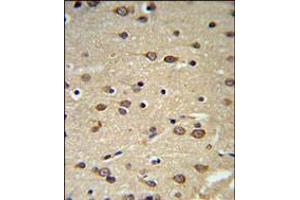 DLK2 Antibody IHC analysis in formalin fixed and paraffin embedded brain tissue followed by peroxidase conjugation of the secondary antibody and DAB staining. (DLK2 anticorps  (C-Term))