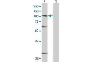 Western Blot analysis of SUSD2 expression in transfected 293T cell line by SUSD2 MaxPab polyclonal antibody.