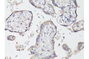 Immunohistochemistry of paraffin-embedded human placenta using NTRK2 antibody (ABIN6290695) at dilution of 1:200 (40x lens).
