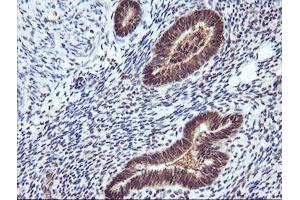 Image no. 5 for anti-Ras Association (RalGDS/AF-6) Domain Family (N-terminal) Member 8 (RASSF8) antibody (ABIN1500618)