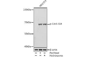 Western blot analysis of extracts of NIH/3T3 cells, using Phospho-Cdc6-S54 Rabbit mAb (ABIN7266260) at 1:1000 dilution. (CDC6 anticorps  (pSer54))