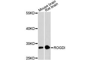 Western blot analysis of extracts of various cell lines, using ROGDI antibody (ABIN5996752) at 1:3000 dilution. (ROGDI anticorps)