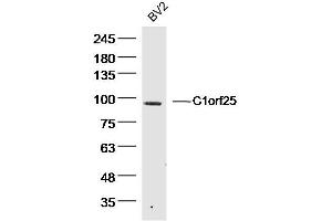 BV2 Mouse Cell lysates probed with C1orf25 Polyclonal Antibody, unconjugated  at 1:300 overnight at 4°C followed by a conjugated secondary antibody for 60 minutes at 37°C. (TRMT1L anticorps)