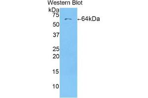 Western blot analysis of the recombinant protein. (CD5L anticorps  (AA 22-352))