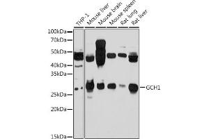 Western blot analysis of extracts of various cell lines, using GCH1 antibody (ABIN7267525) at 1:1000 dilution. (GCH1 anticorps  (AA 1-250))