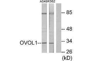 Western blot analysis of extracts from K562 cells and A549 cells, using OVOL1 antibody. (OVOL1 anticorps  (N-Term))