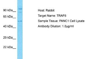 Host: Rabbit Target Name: TRAF6 Sample Type: PANC1 Whole Cell lysates Antibody Dilution: 3.