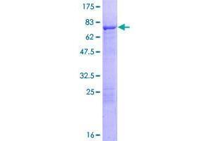 Image no. 1 for Tektin 2 (Testicular) (TEKT2) (AA 1-430) protein (GST tag) (ABIN1322467)