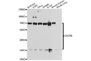 Western blot analysis of extracts of various cell lines, using CXCR4 antibody. (CXCR4 anticorps  (AA 1-100))
