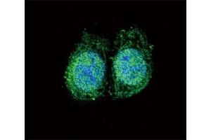 Confocal immunofluorescent analysis of Bcl-2 antibody with HeLa cells followed by Alexa Fluor 488-conjugated goat anti-rabbit lgG (green).