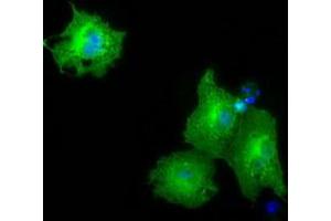 Immunofluorescence (IF) image for anti-Pyruvate Kinase, Liver and RBC (PKLR) antibody (ABIN1500244) (PKLR anticorps)