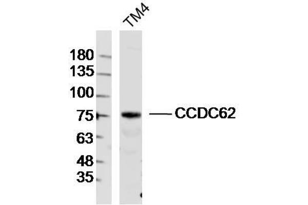 CCDC62 antibody  (AA 1-100)