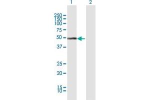 Western Blot analysis of CYP1A1 expression in transfected 293T cell line by CYP1A1 MaxPab polyclonal antibody.
