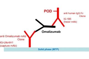 Image no. 2 for Omalizumab specific ELISA Kit (ABIN3172725) (Omalizumab specific Kit ELISA)