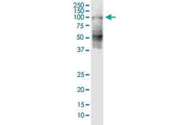 SHCBP1 抗体  (AA 1-672)