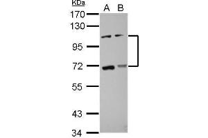 WB Image Sample (30 ug of whole cell lysate) A: HCT116 B: MCF-7 7.