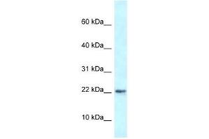 Western Blot showing Rbm3 antibody used at a concentration of 1. (RBM3 anticorps  (N-Term))