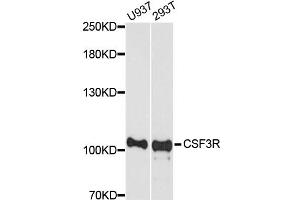 Western blot analysis of extracts of various cell lines, using CSF3R antibody (ABIN5975155) at 1/1000 dilution. (CSF3R anticorps)