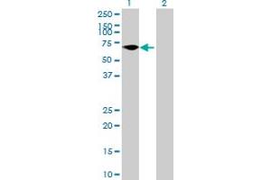 Western Blot analysis of FLJ38451 expression in transfected 293T cell line by FLJ38451 MaxPab polyclonal antibody. (ZNF792 anticorps  (AA 1-553))