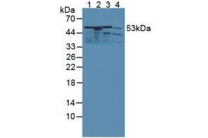 Western blot analysis of (1) Rat Kidney Tissue, (2) Rat Spleen Tissue, (3) Rat Liver Tissue and (4) Rat Heart Tissue. (KMO anticorps  (AA 1-282))