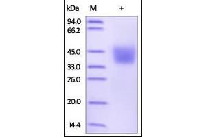 Human PD-L2, His Tag on SDS-PAGE under reducing (R) condition.