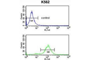 APOBEC3F Antibody (N-term) flow cytometry analysis of K562 cells (bottom histogram) compared to a negative control cell (top histogram). (APOBEC3F anticorps  (N-Term))