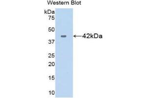 Western Blotting (WB) image for anti-Chemokine (C-X-C Motif) Ligand 17 (CXCL17) (AA 24-119) antibody (ABIN1175472) (CXCL17 anticorps  (AA 24-119))