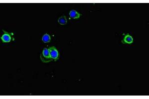 Immunofluorescent analysis of Hela cells using ABIN7151534 at dilution of 1:100 and Alexa Fluor 488-congugated AffiniPure Goat Anti-Rabbit IgG(H+L) (eEF1A1 anticorps  (AA 1-462))